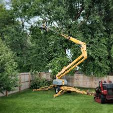 Lawn Renovation and Restoration in Deer Park, IL