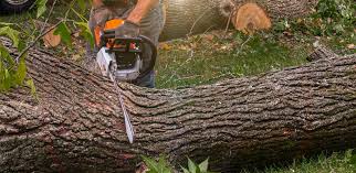 Best Tree Removal  in Deer Park, IL
