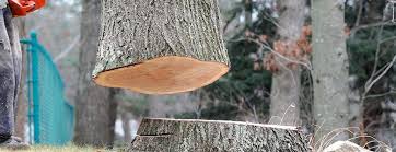 Best Arborist Consultation Services  in Deer Park, IL
