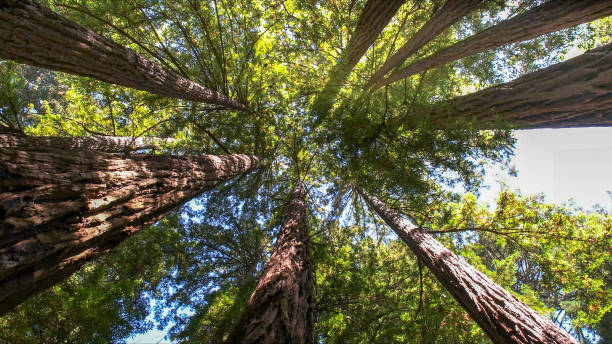How Our Tree Care Process Works  in  Deer Park, IL