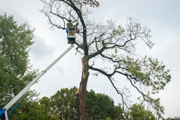 Reliable Deer Park, IL Tree Removal Solutions