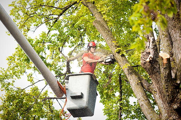 Best Tree Maintenance Programs  in Deer Park, IL